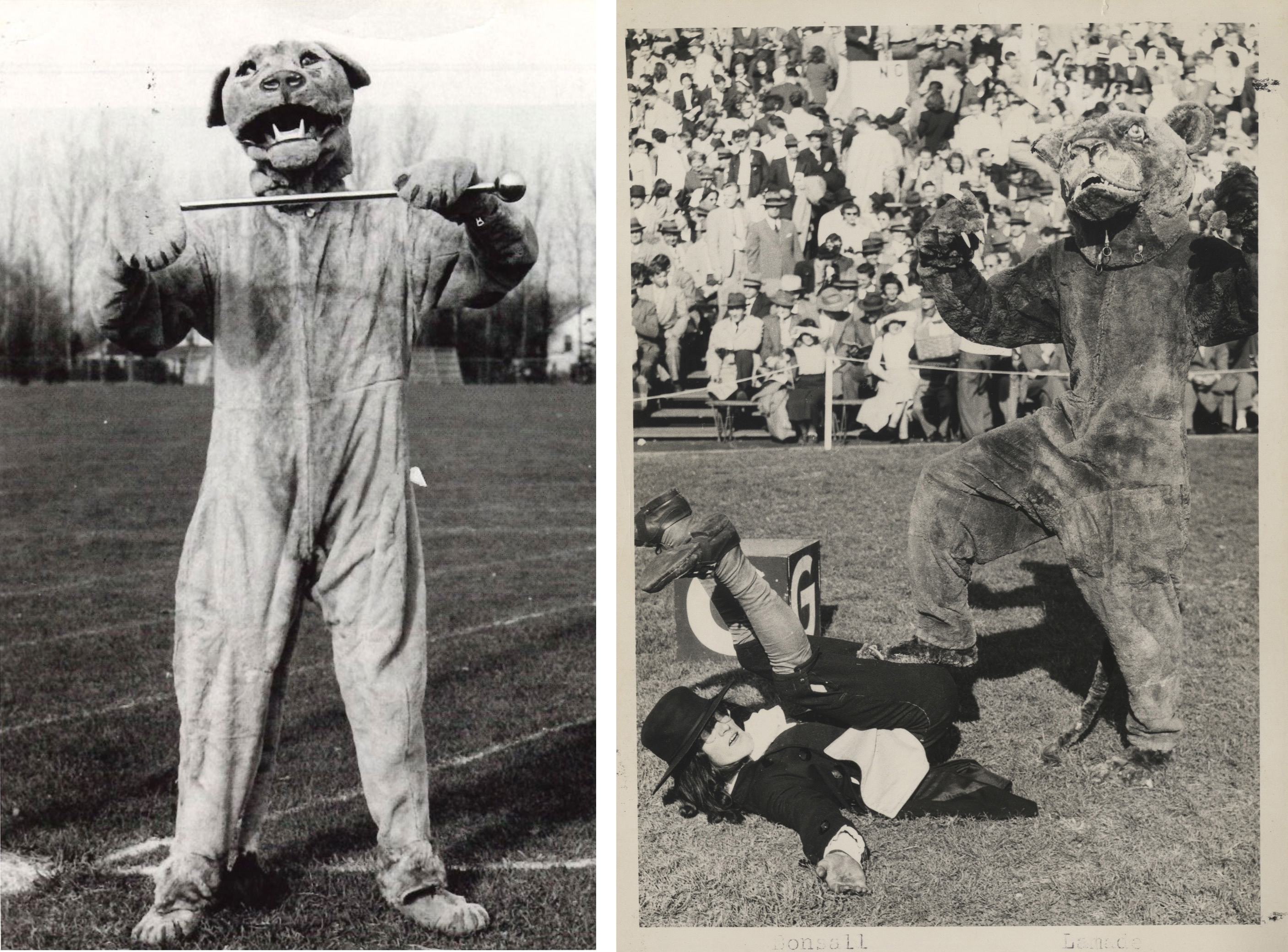 side by side black and white photos of the Nittany Lion's antics on the football field in the 1940s
