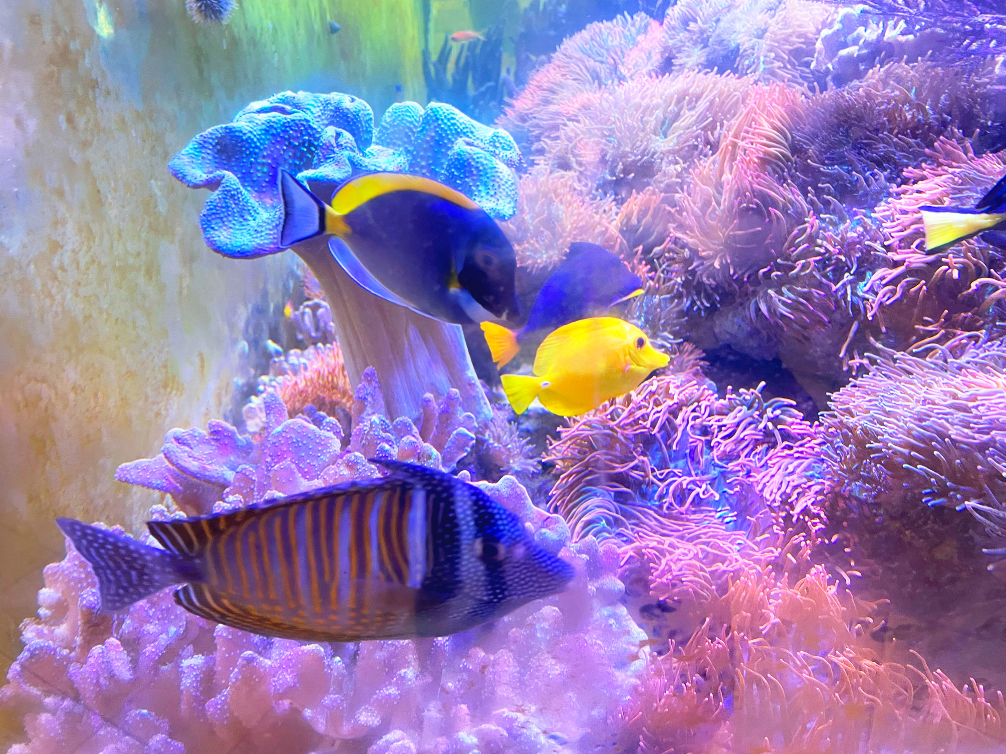 photo of HUB aquarium by Nick Sloff '92 A&A
