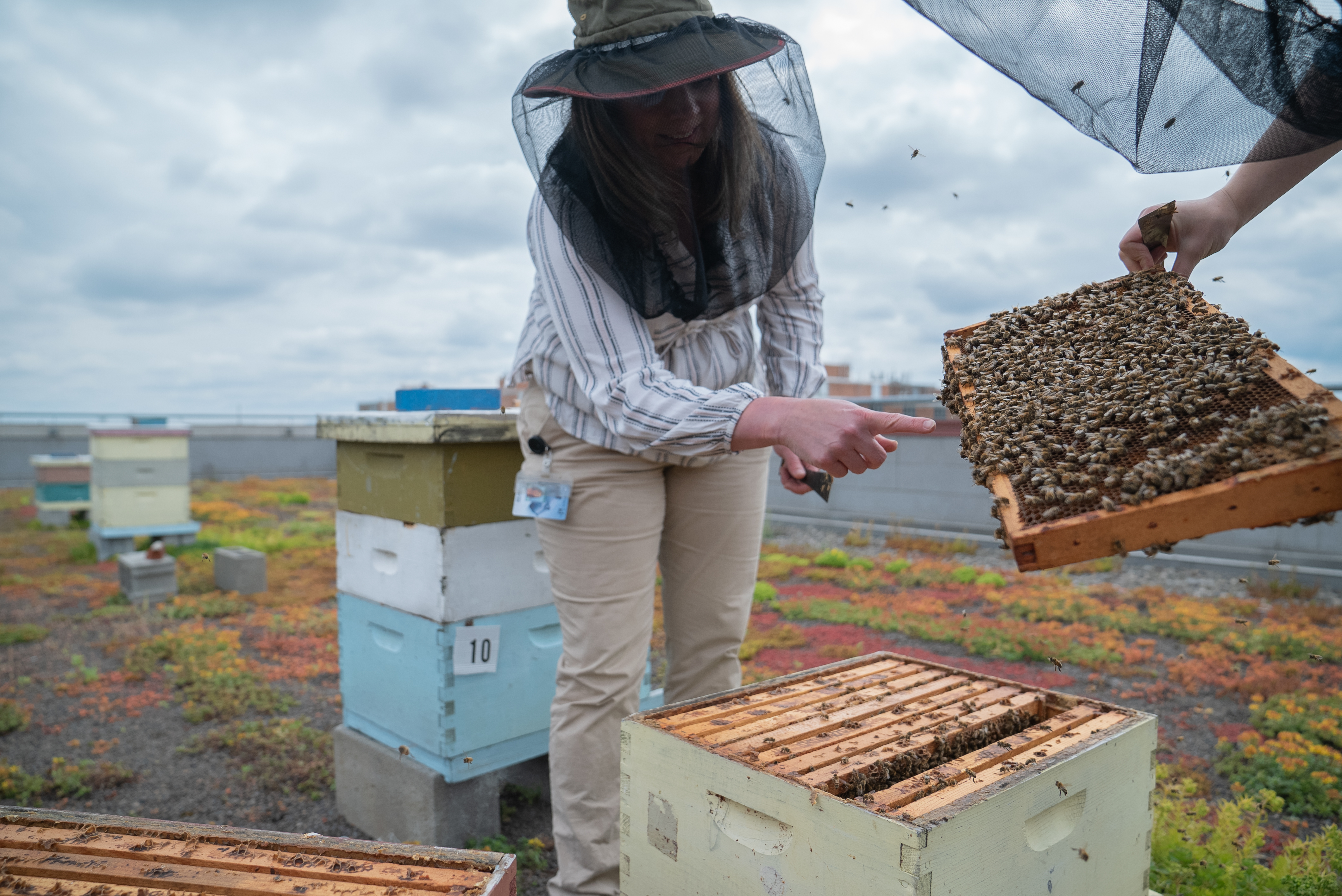 beekeeping on Millennium Science Complex green roof, courtesy