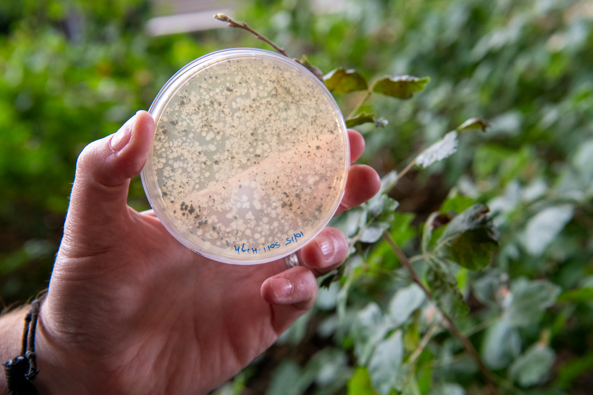 sample of microbe on agar plate, photo by Michelle Bixby, Penn State Eberly College of Science