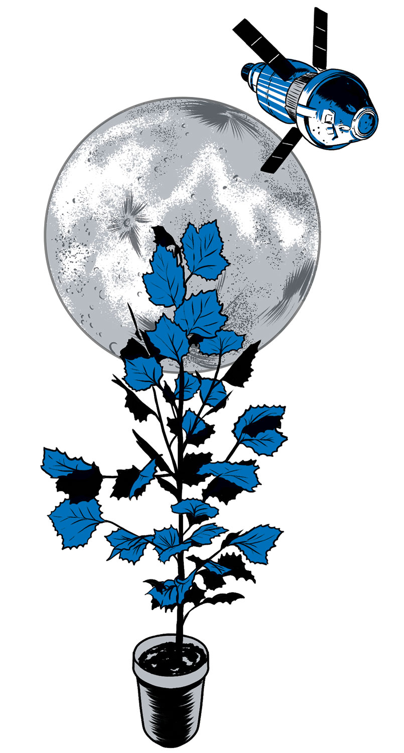 illustration of a potted sycamore tree growing towards moon by Joel Kimmel