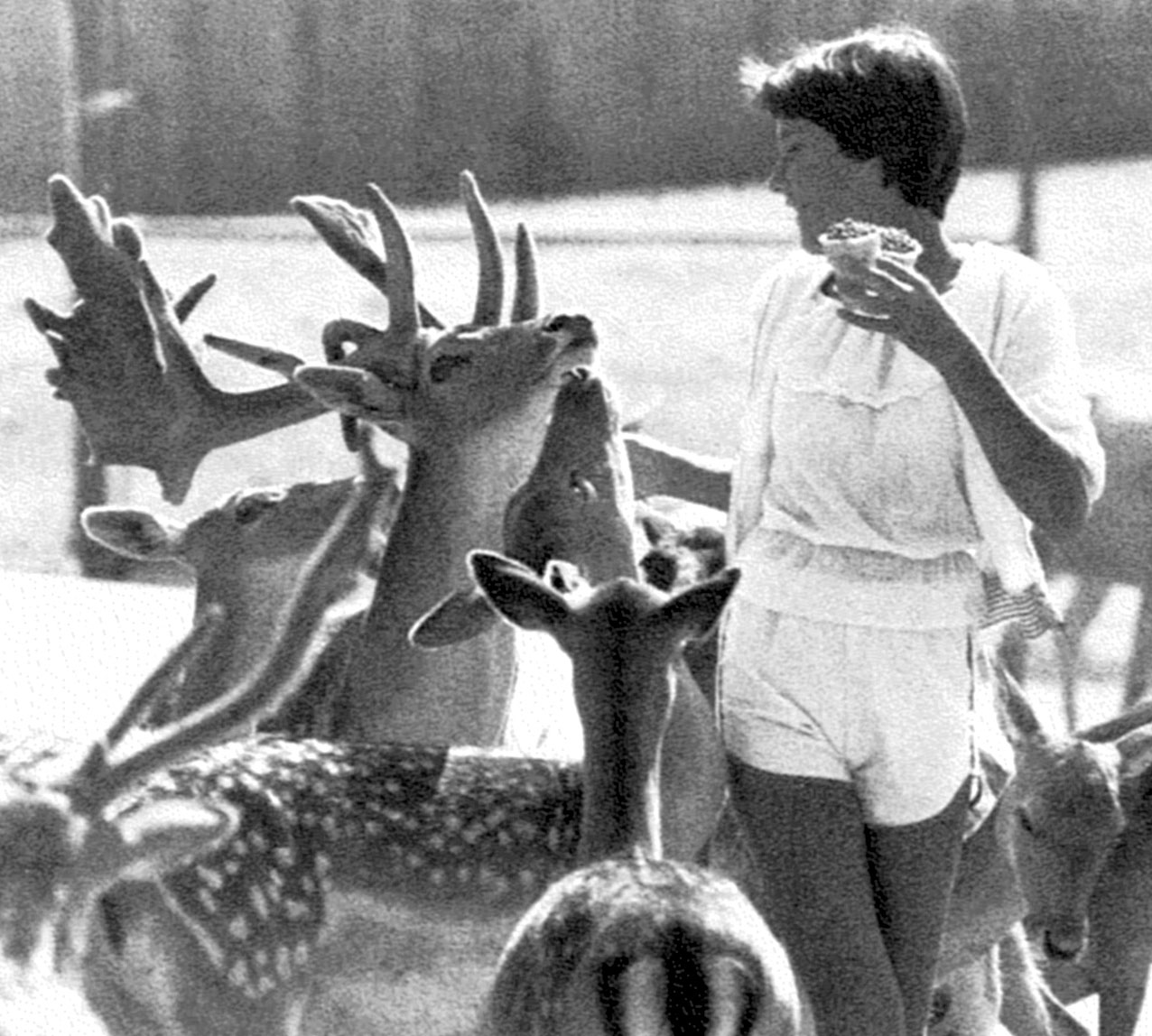a young woman feeding a group of half a dozen deer, photo by Pat Little '77 Lib