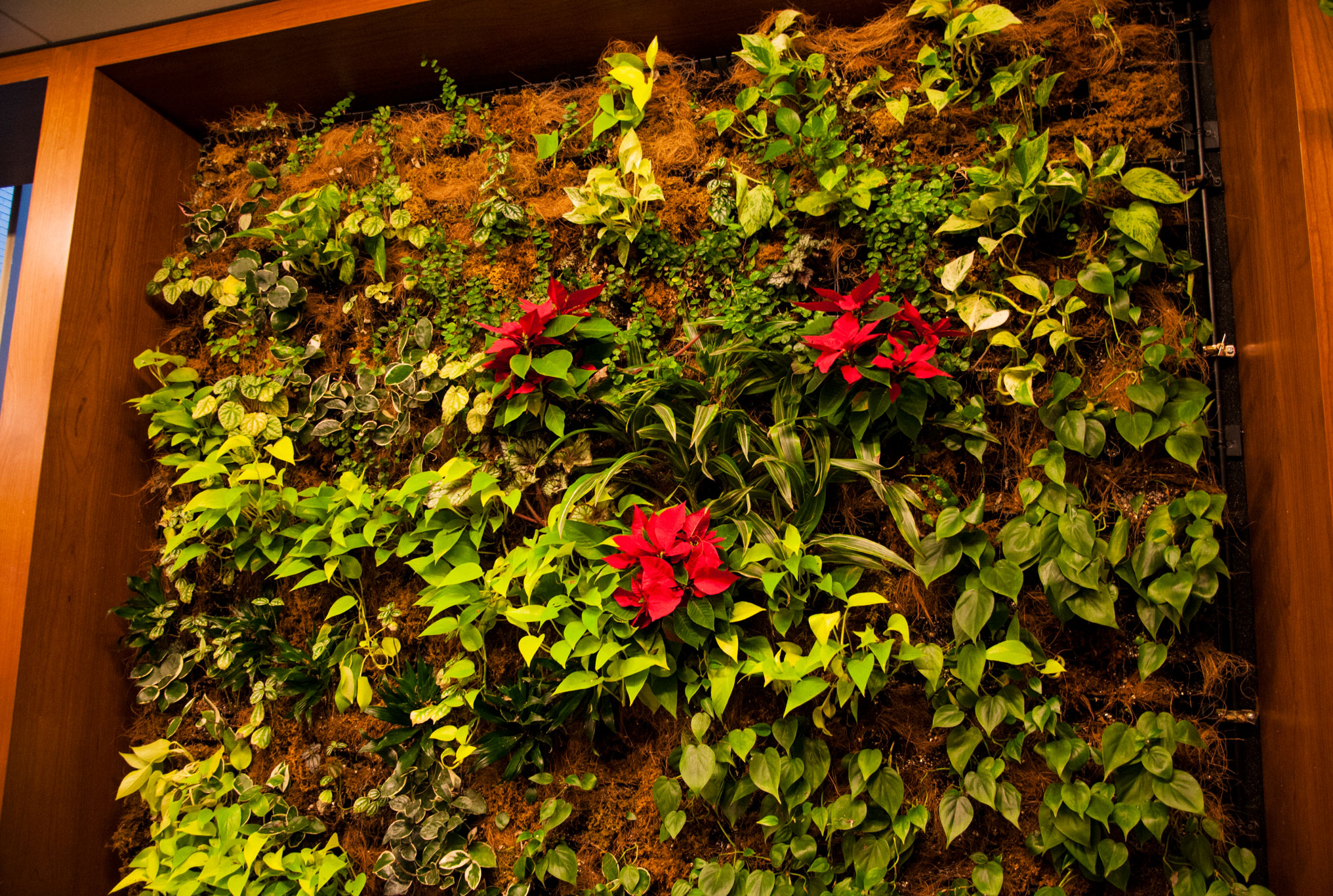 green wall, photo by Penn State Libraries