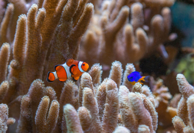 photo of fish in the HUB aquarium by Nick Sloff '92 A&A