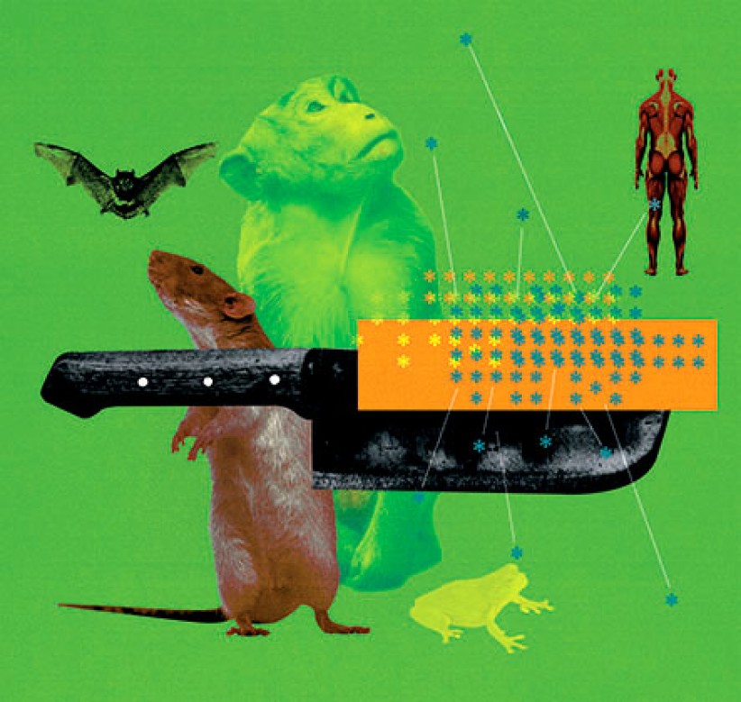 photo collage of monkey, bat, frog and human for zoonotic transmission