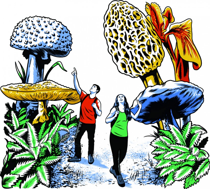 Giant mushrooms illustration