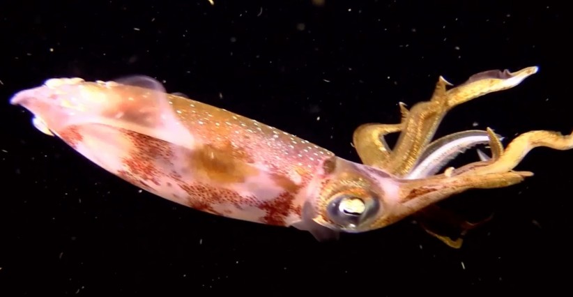 squid, courtesy