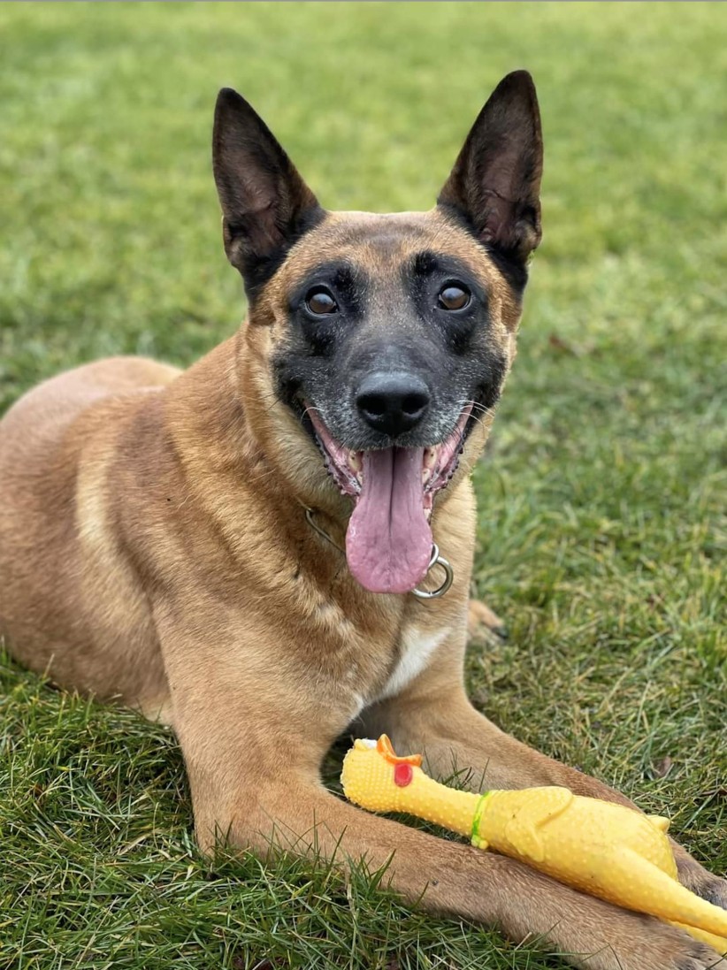 Rudie the K9 University Police officer with his rubber chicken toy, courtesy
