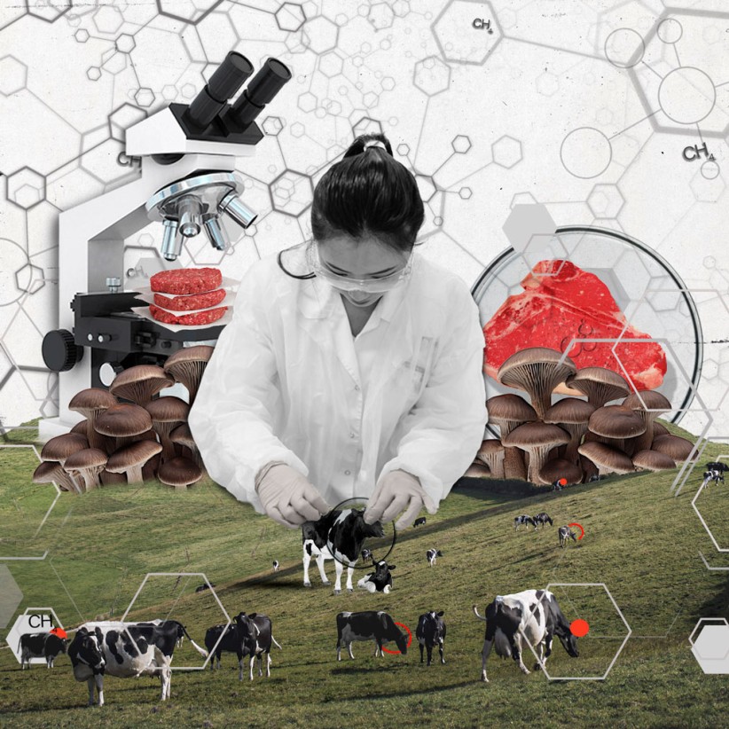 illustration of a geneticist in a lab coat with microscope, cows, mushrooms, and burger meat, by Nadia Radic