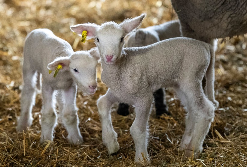 photo of baby lambs by Patrick Mansell/Penn State
