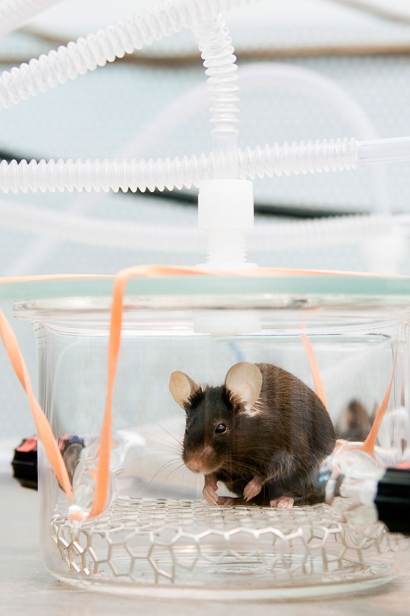photo of a lab rat by Nick Sloff '92 A&A