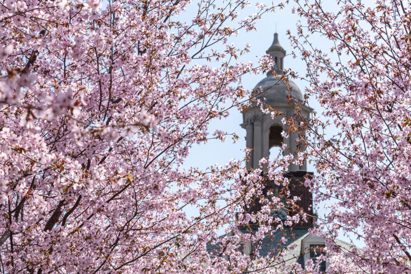 cherry blossoms with Old Main bell in background by Nick Sloff '92 A&A