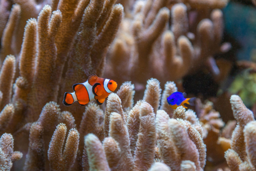 photo of fish in the HUB aquarium by Nick Sloff '92 A&A