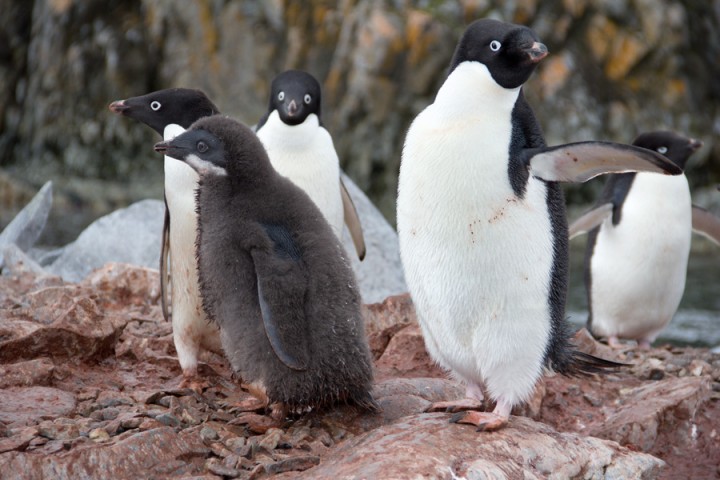 penguins, photo by Zena Cardman