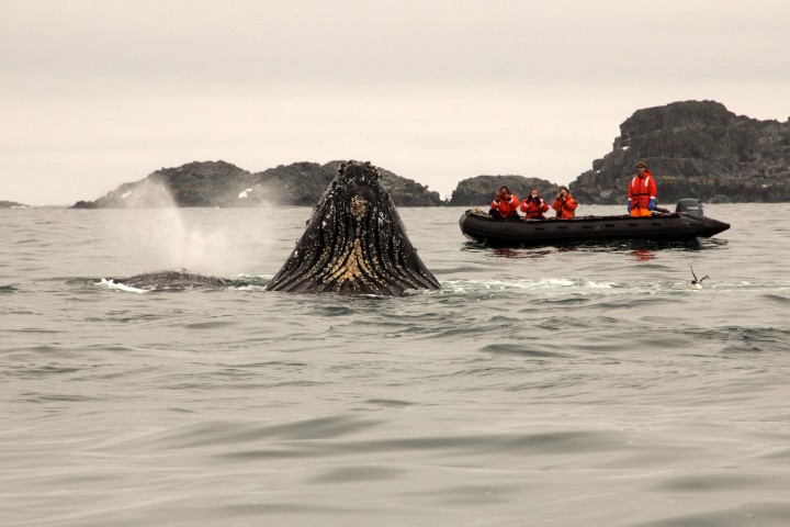 humpback whale emerging beside small boat in Antarctica, photo by Zena Cardman