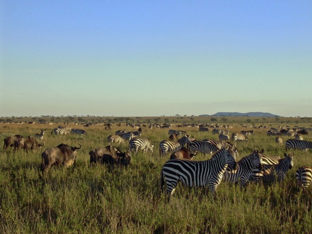 a zebra migration over plains under blue sky, photo by Zena Cardman