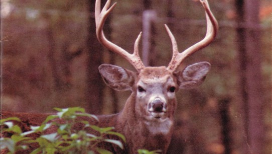 cover of NovemberDecember 1981 Penn Stater Magazine featuring photo of a buck in the fall woods by Pat Little '77 Lib
