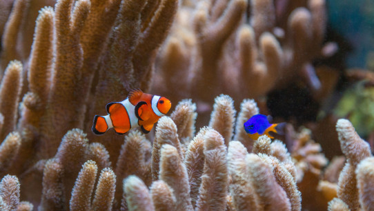 photo of fish in the HUB aquarium by Nick Sloff '92 A&A