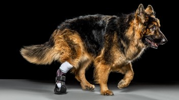 Petey, a king shepherd born with one foot missing