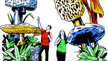 Giant mushrooms illustration
