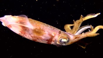 squid, courtesy