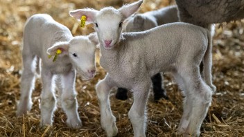 photo of baby lambs by Patrick Mansell/Penn State