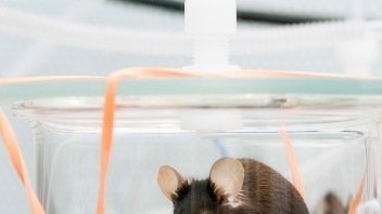 photo of a lab rat by Nick Sloff '92 A&A