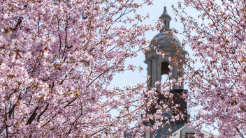cherry blossoms with Old Main bell in background by Nick Sloff '92 A&A