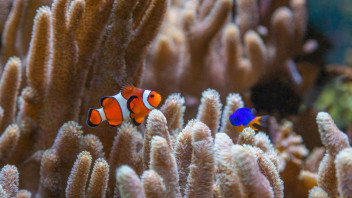 photo of fish in the HUB aquarium by Nick Sloff '92 A&A